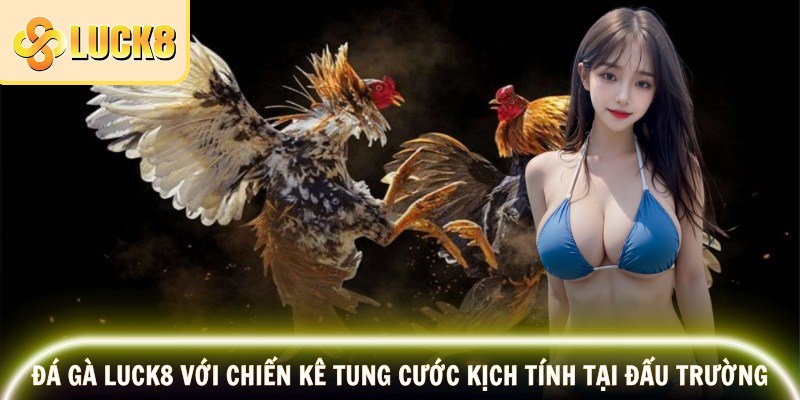 Đá gà LUCK8 với chiến kê tung cước kịch tính tại đấu trường